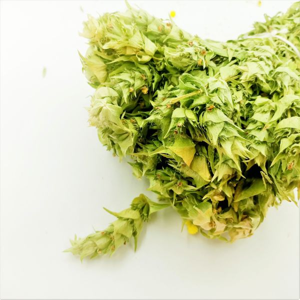 Sage (One Bunch) - 1